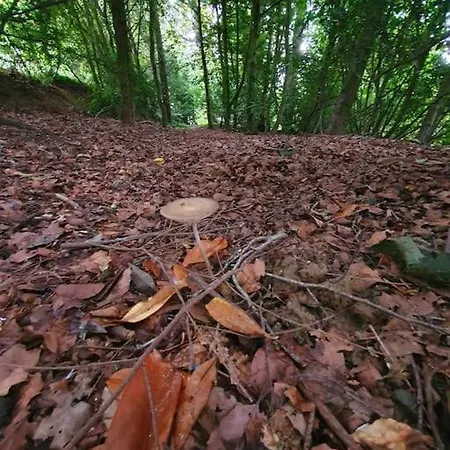 Du Hetre Pourpre Vakantiehuis *