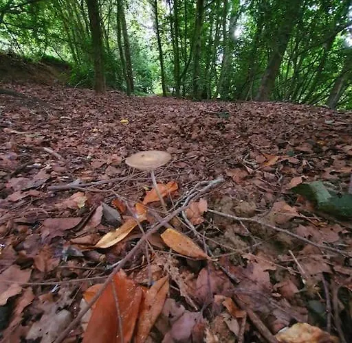Du Hêtre Pourpre Hébergement de vacances *